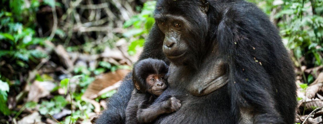 Queen Elizabeth National Park