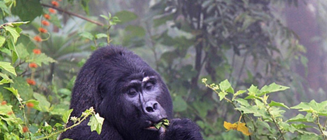 3-Day Bwindi Gorilla Experience