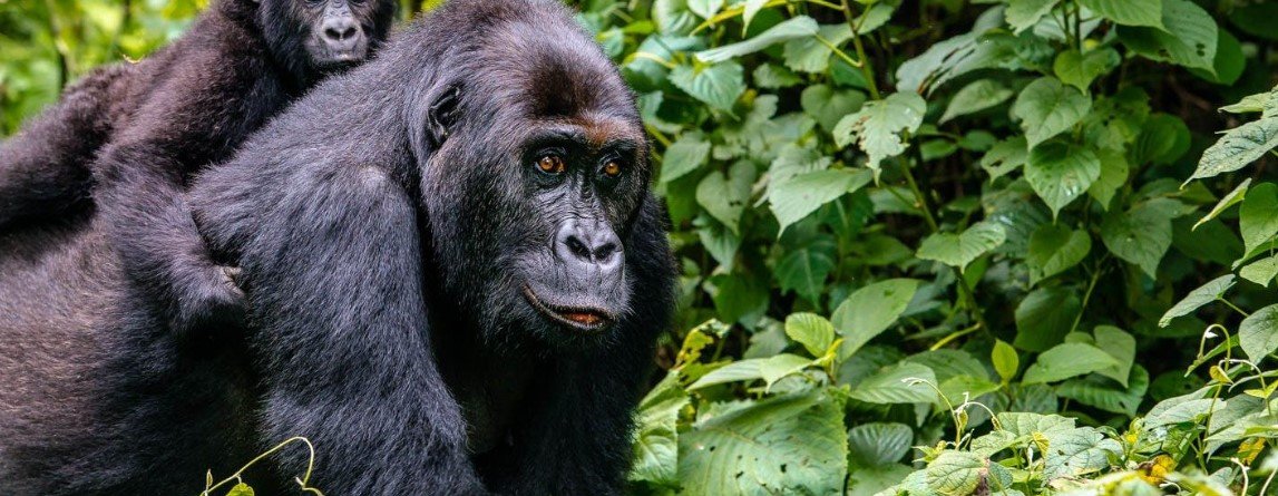 5-Day Uganda Chimpanzee & Gorilla Trekking Safari